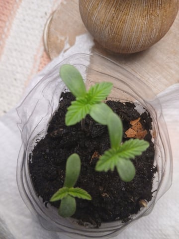 Og Kush — grow_setup, day 2
