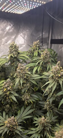 Maple Nectar  — flower, day 99