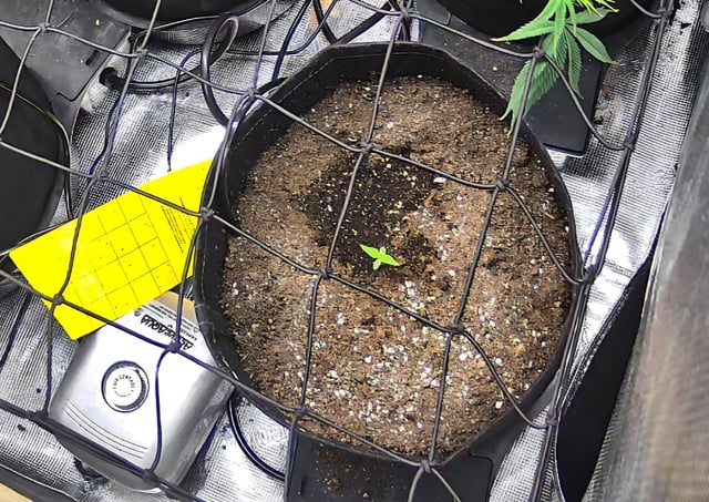 Vanna's Vanilla — seedling_rooting, day 9