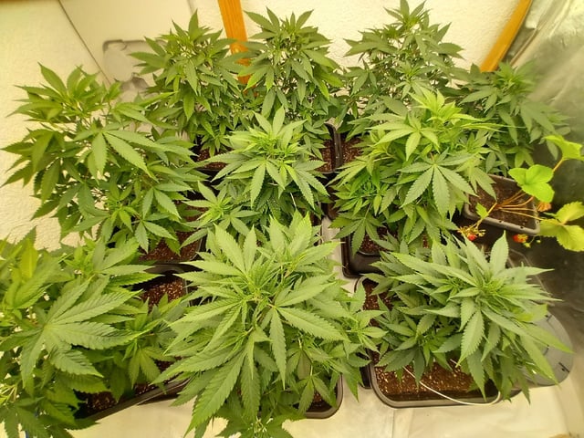 10x Critical Feminisiert from Ganjafarmerseeds  — vegetative, day 54
