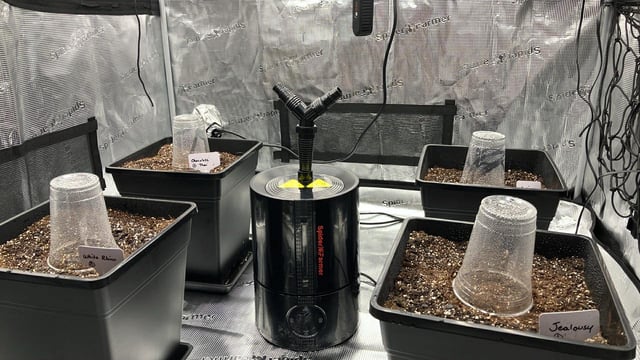 My First Grow — germination, day 4