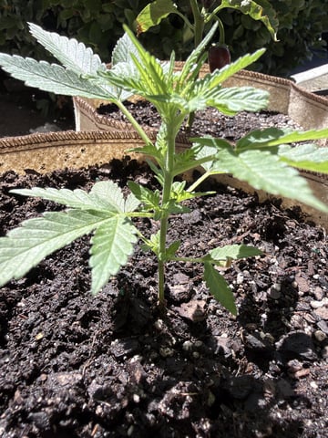 Bruce Banner ⛽️ — vegetative, day 41