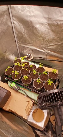 Summer Peppers — vegetative, day 37