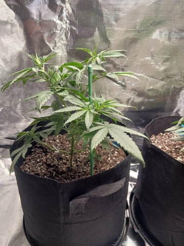 4th Grow — vegetative, day 22