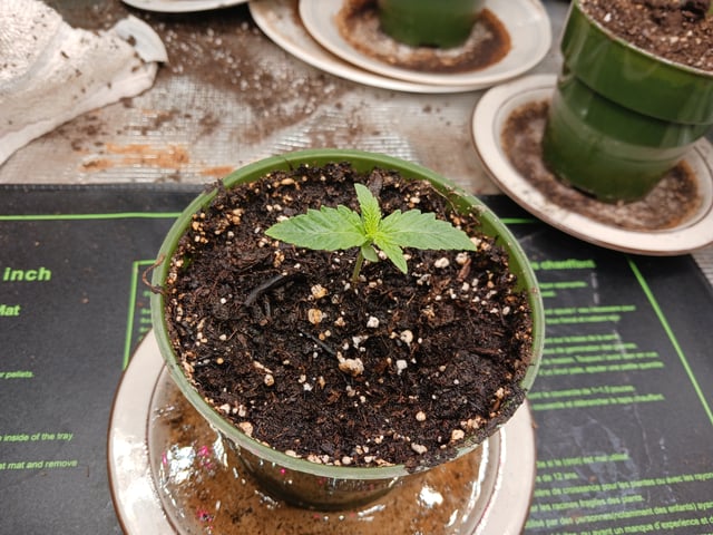 4th grow  — seedling_rooting, day 137