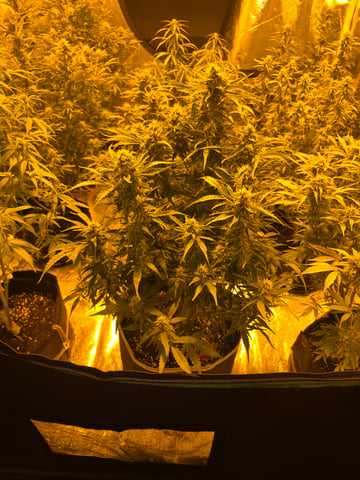 2nd Autoflower Indoor Grow — flower, day 63