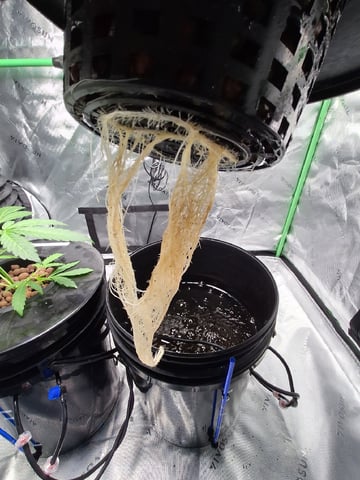 BABY SISTER — vegetative, day 31