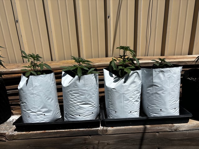 Autoflowers — vegetative, day 21