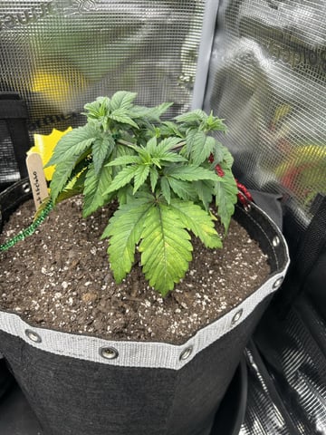 First Grow.. How am I doing? — vegetative, day 33