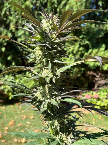 watermelon Martin 1of2 — flower, day 100