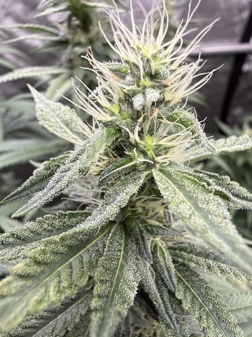 Goofy’s Grow  — flower, day 89