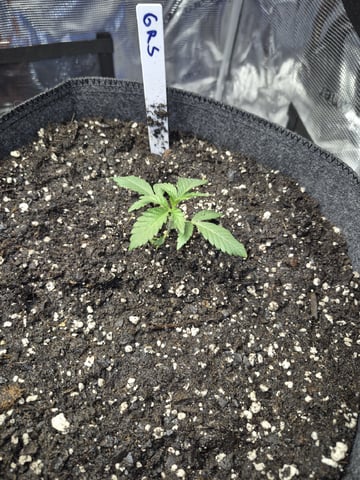 Grow 1 2026 Gelato Rainbow Sherbert  — seedling_rooting, day 4