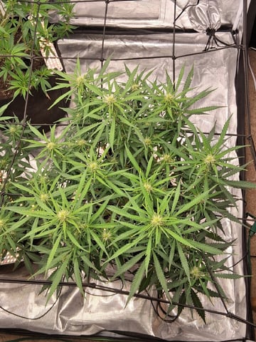 Seedman mix auto & seedman mix auto & GodFather OG — flower, day 69