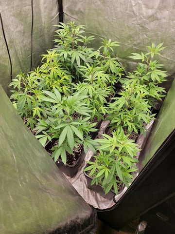 #3 — vegetative, day 10