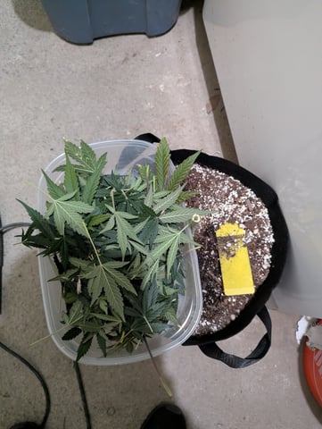 First Grow — harvest, day 72