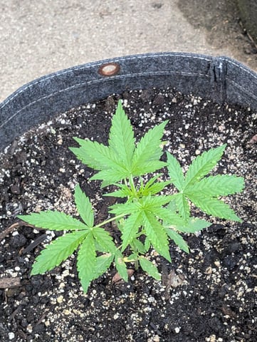 Gorilla Cookies Auto — seedling_rooting, day 22