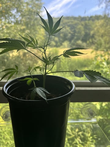 White Widow Auto — vegetative, day 23