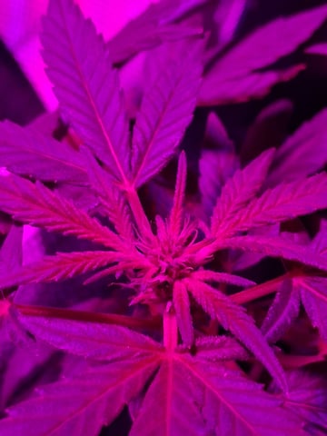 Crimson Haze — flower, day 7