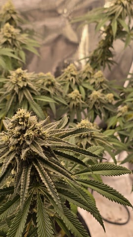  1 Blue Zushi x Venom & 1 Jack Here x Strawberry Cookies OG — flower, day 90