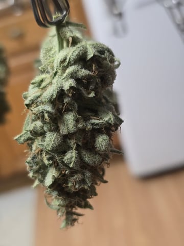 3rd Auto Grow — flower, day 106