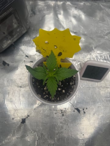 2nd Run — seedling_rooting, day 12
