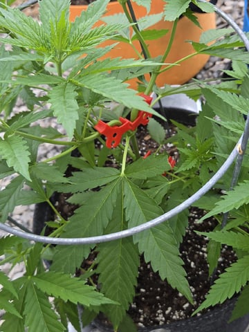 Outdoors L.S.D and Cinderalla 99  — grow_setup, day 1