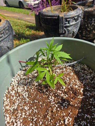 Green Gelato Auto — vegetative, day 21