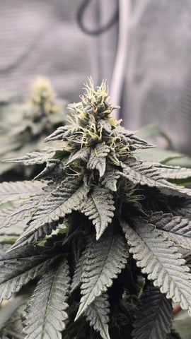 Purple Nasty By Ethos Seeds