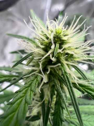 OG Kush Auto  — flower, day 1