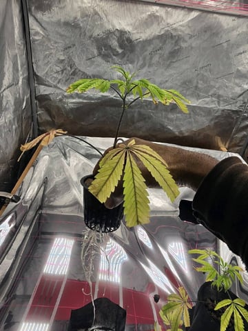 Dante's Inferno Rerun — vegetative, day 21