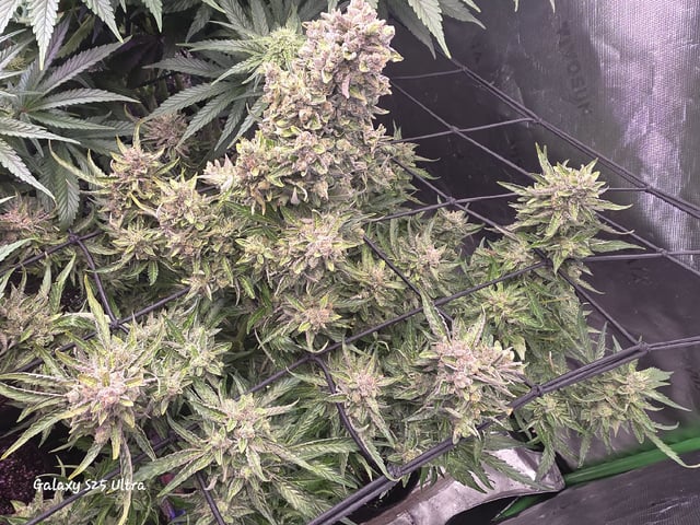 Hazy Daze — flower, day 84