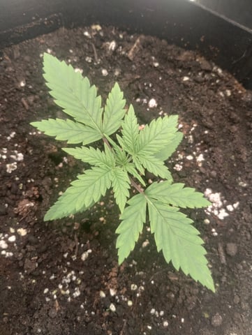 First grow — vegetative, day 16
