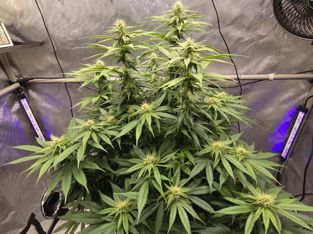 First Indoor Grow — flower, day 89