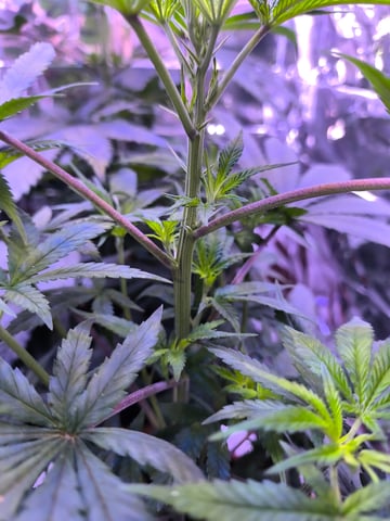 unknown strain 1st grow — flower, day 40