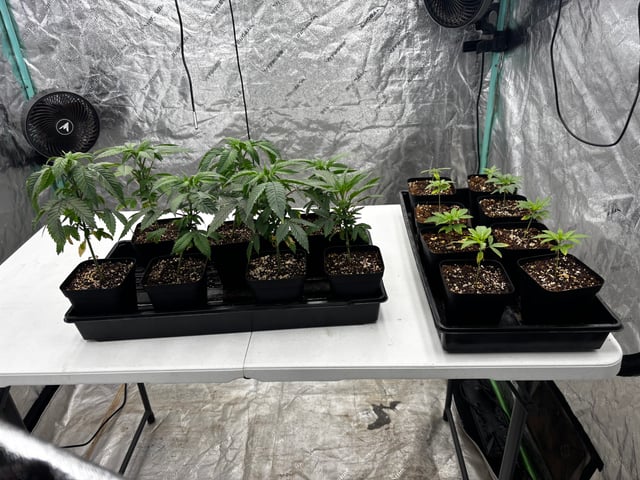 PKB remix/PotG — seedling_rooting, day 38