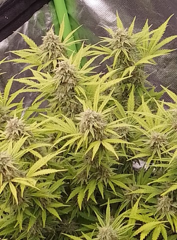 New run using General Hydroponics  — flower, day 17