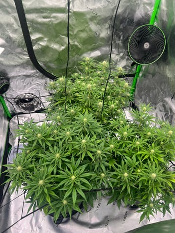 First ever grow — flower, day 1