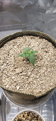 El Chemi Kiwi autoflower  — seedling_rooting, day 4