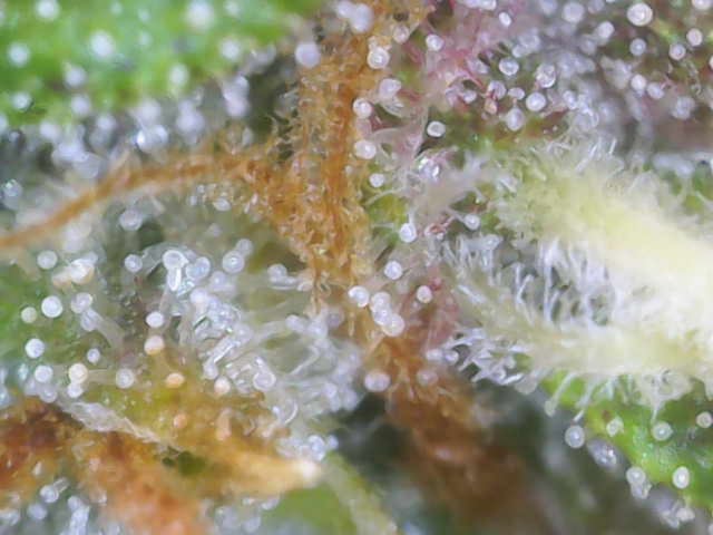 Purple Haze Auto — flower, day 80