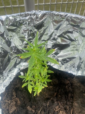 Smokey’s  — vegetative, day 3
