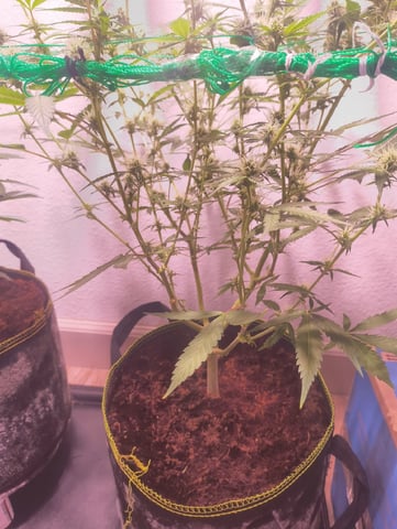 pineapple Express  — flower, day 8