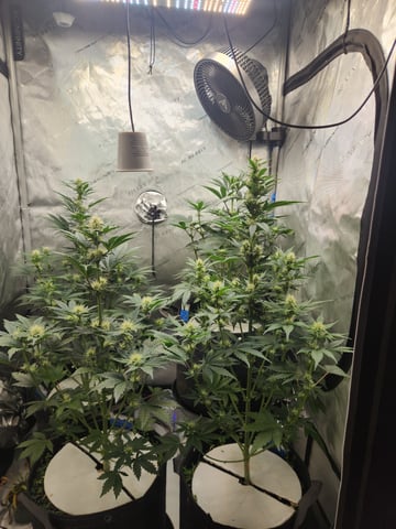 Rings of Saturn & Ghostboosters - Apollo Haze Artisanal Line — flower, day 48