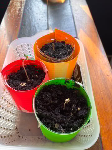 My First Grow — germination, day 7