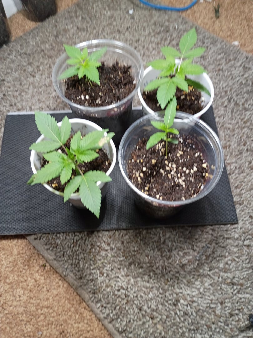 Round Deuce 