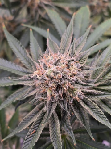 Northern lights #10 (Alaska) — flower, day 78