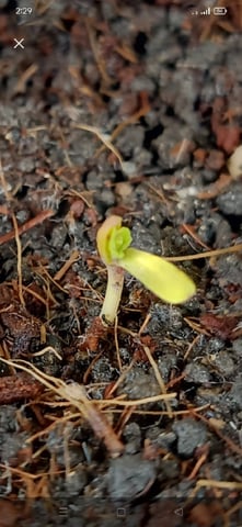 Local Kaliganan Bricks — seedling_rooting, day 2