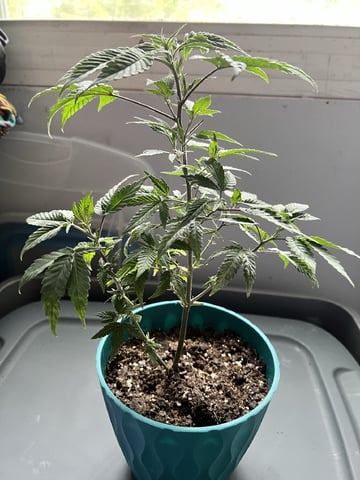 White Widow Auto