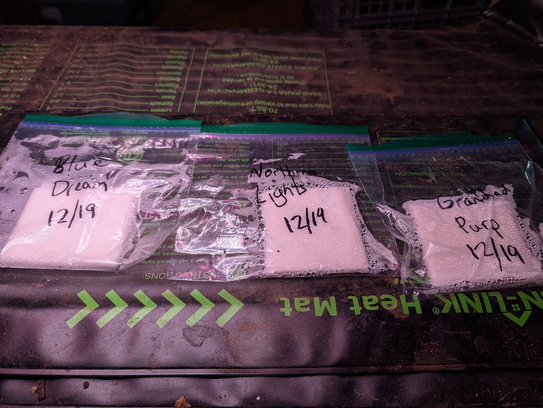 first grow - autoflower