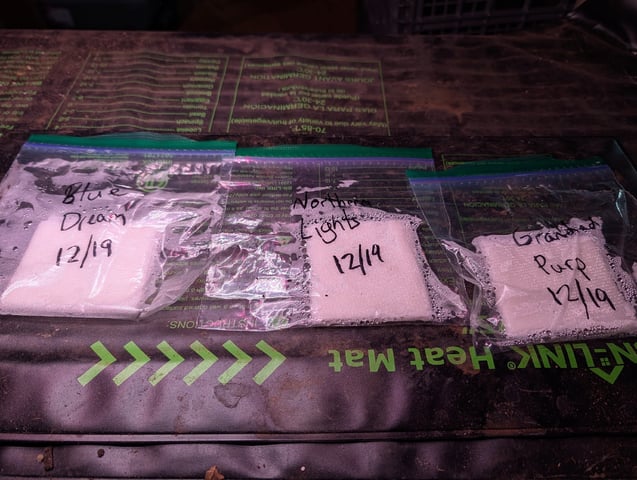 first grow - autoflower — germination, day 1