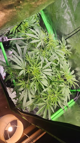 critical Michigan gelato  — flower, day 28